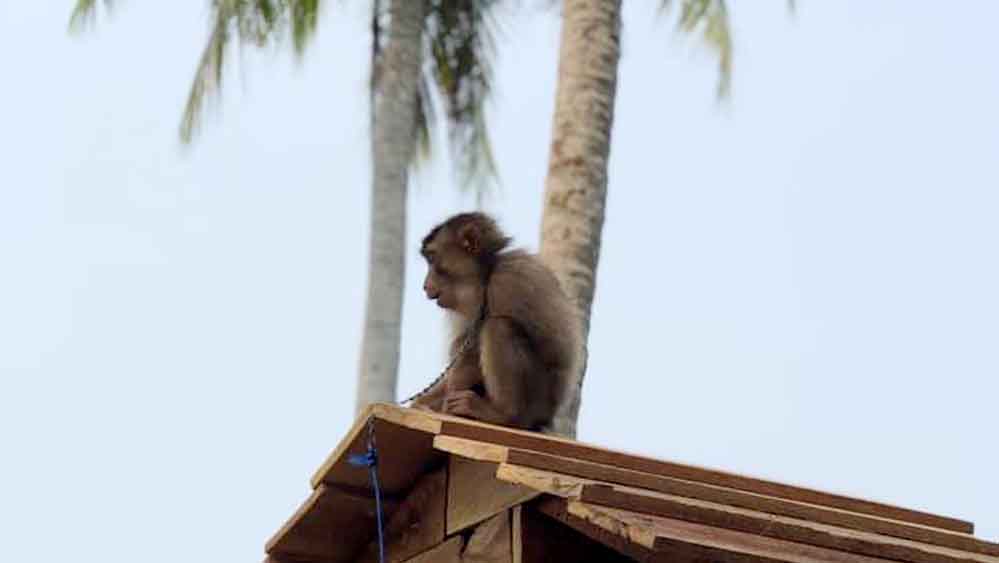 Menteri Desa PDTT Apresiasi Sekolah Beruk di Pariaman