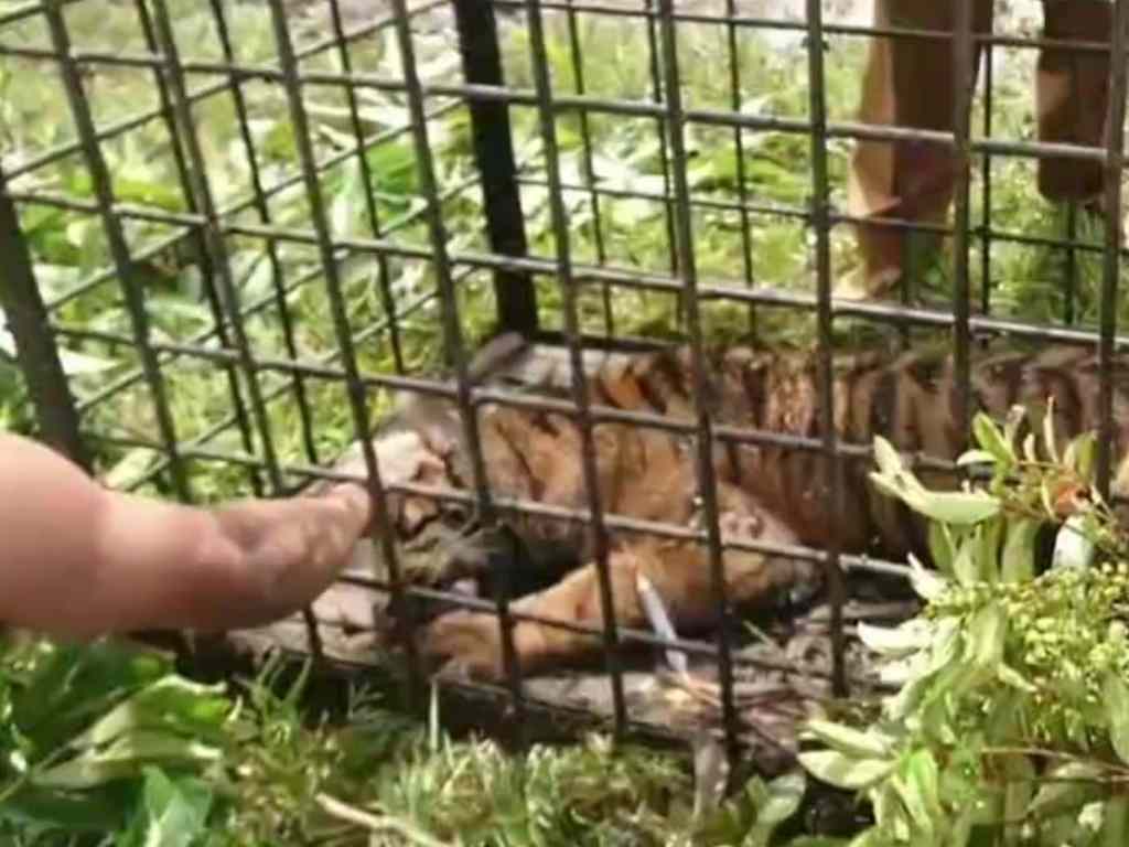 Pria yang mengaku YouTuber saat mencoba merenggut kumis harimau. (screenshot YouTube Sarawa Pendek)