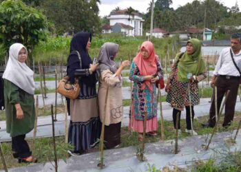 Dosen UMMY Solok mengenalkan varietas cabai merah keriting kencana pada masyarakat Kabupaten Limapuluh Kota. (Foto: Dok.Istimewa)