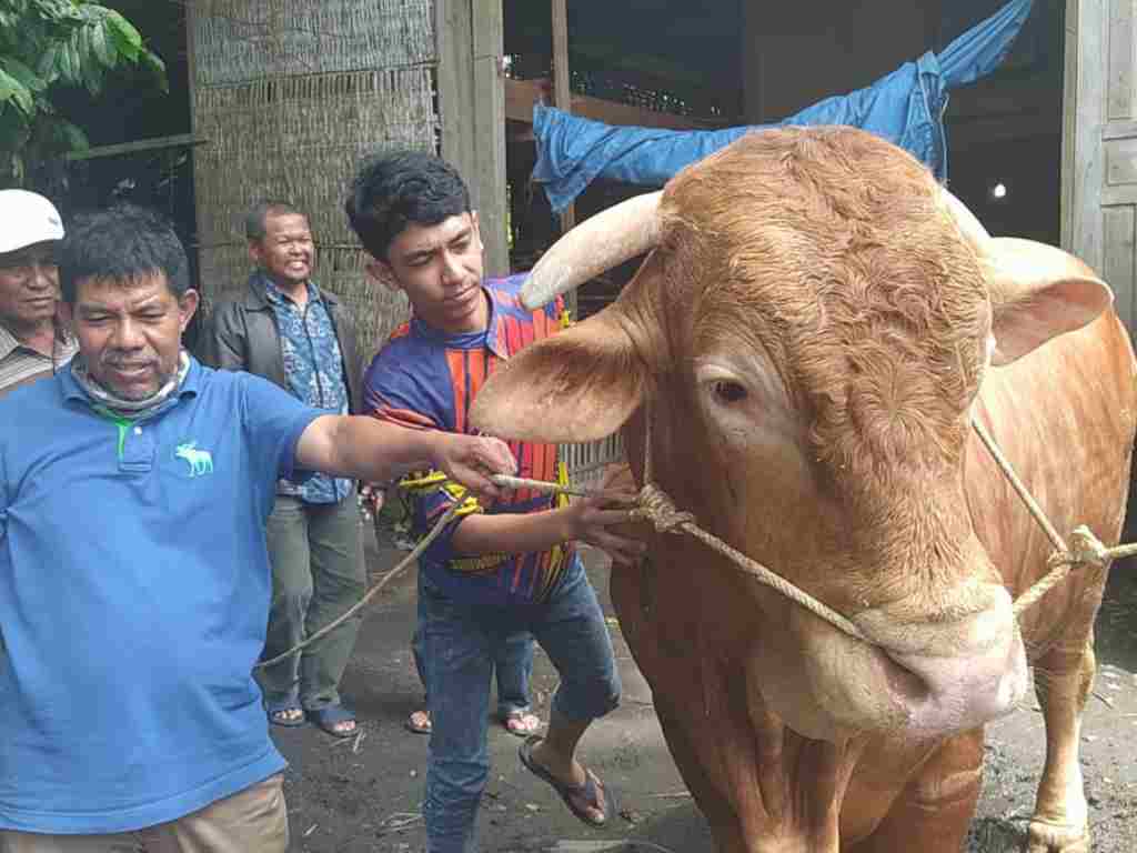 Sapi kurban Presiden Jokowi untuk Sumbar berasal dari peternak Kota Solok. (Foto: istimewa)