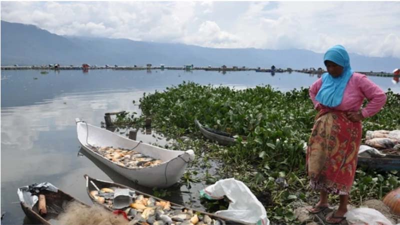 danau maninjau tercemar