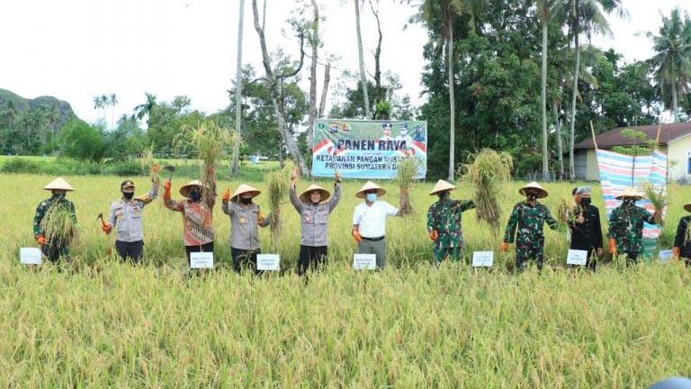Menuai Padi di Padang, Panen Raya Ikan Lele di Sijunjung