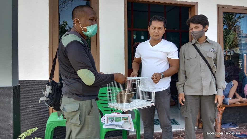 Penyerahan kukang ke BKSDA Agam (Foto: dok.BKSDA Agam)