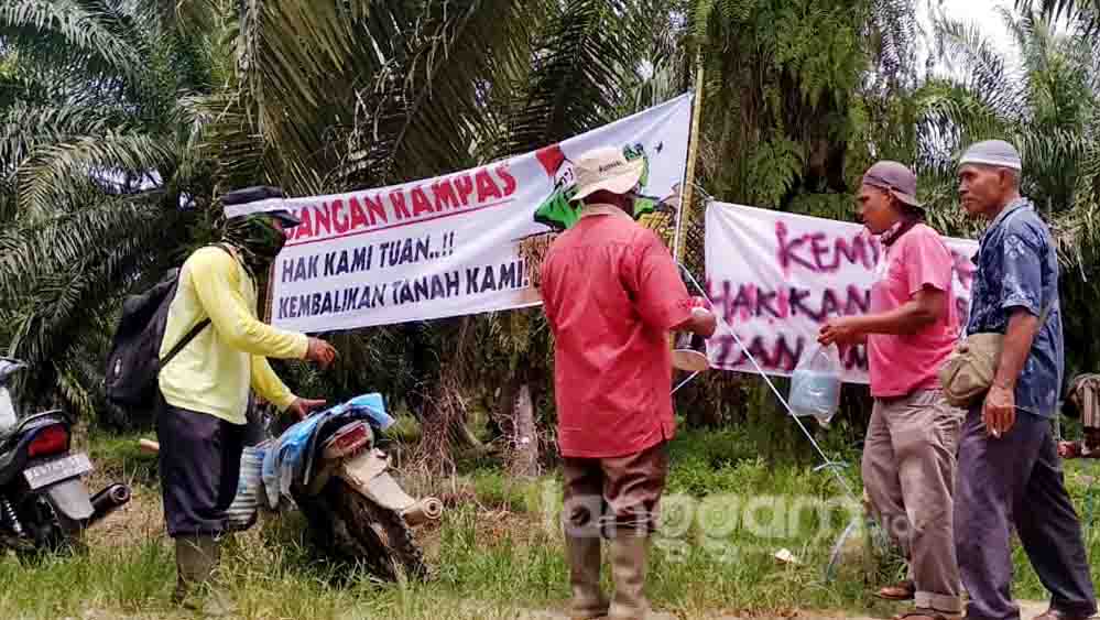 Masyarakat Dirikan Tenda di Lahan PT GMP Pasaman Barat
