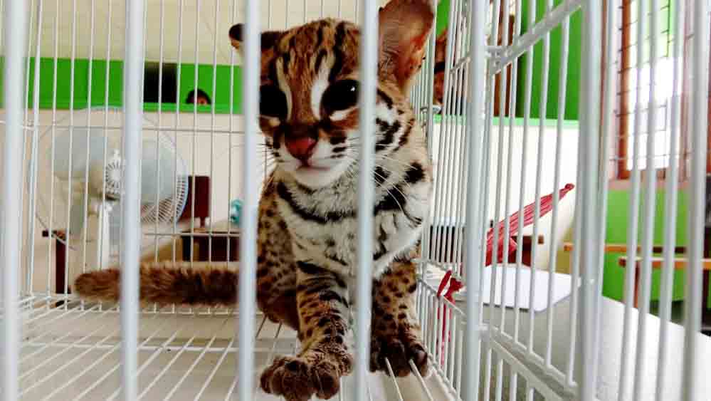 BKSDA Agam Tangkap Kucing Hutan yang Masuk ke Kamar Warga di Lubuk Basung