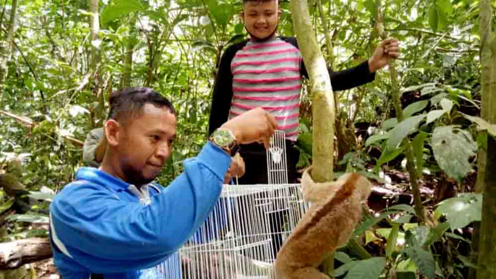 BKSD Agam Lepasliarkan Kukang yang Diserahkan Pengelola Wisata