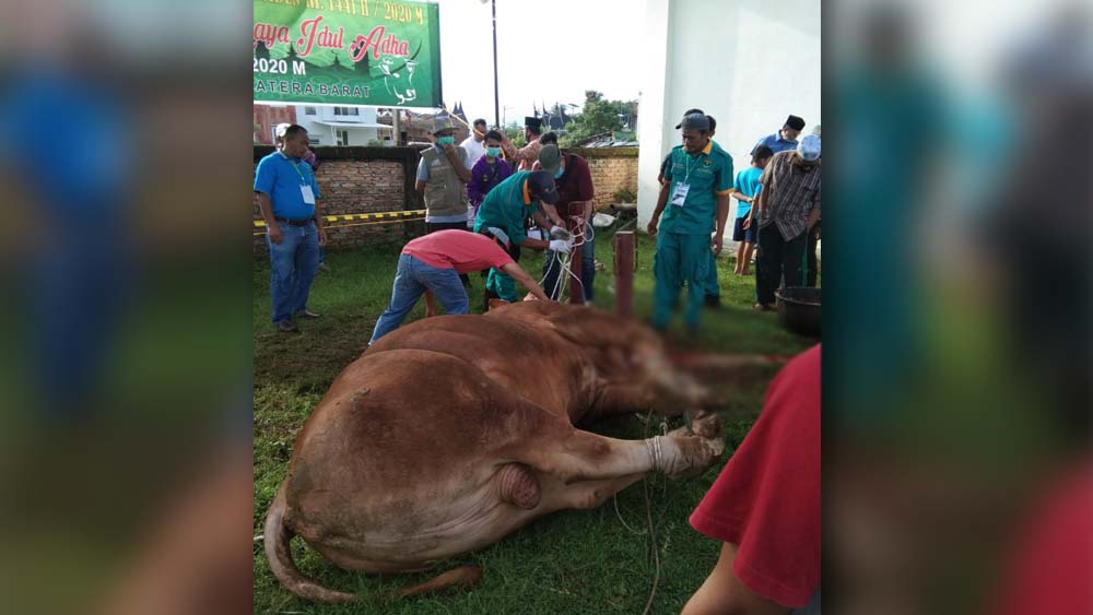 Pembantaian di Masjid Raya Sumbar: Sapi Presiden Jokowi Jinak, Jawi Gubernur 'Manggaletang'