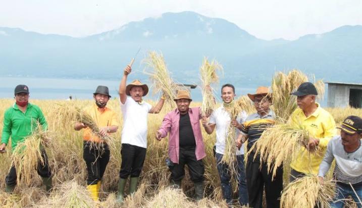 panen padi tanah datar