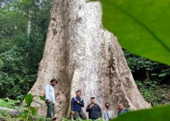 video pohon terbesar di dunia
