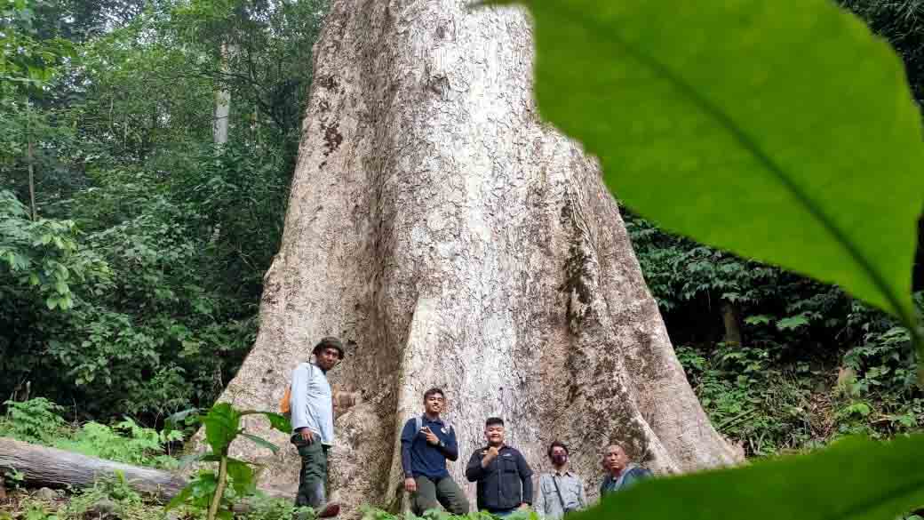 video pohon terbesar di dunia