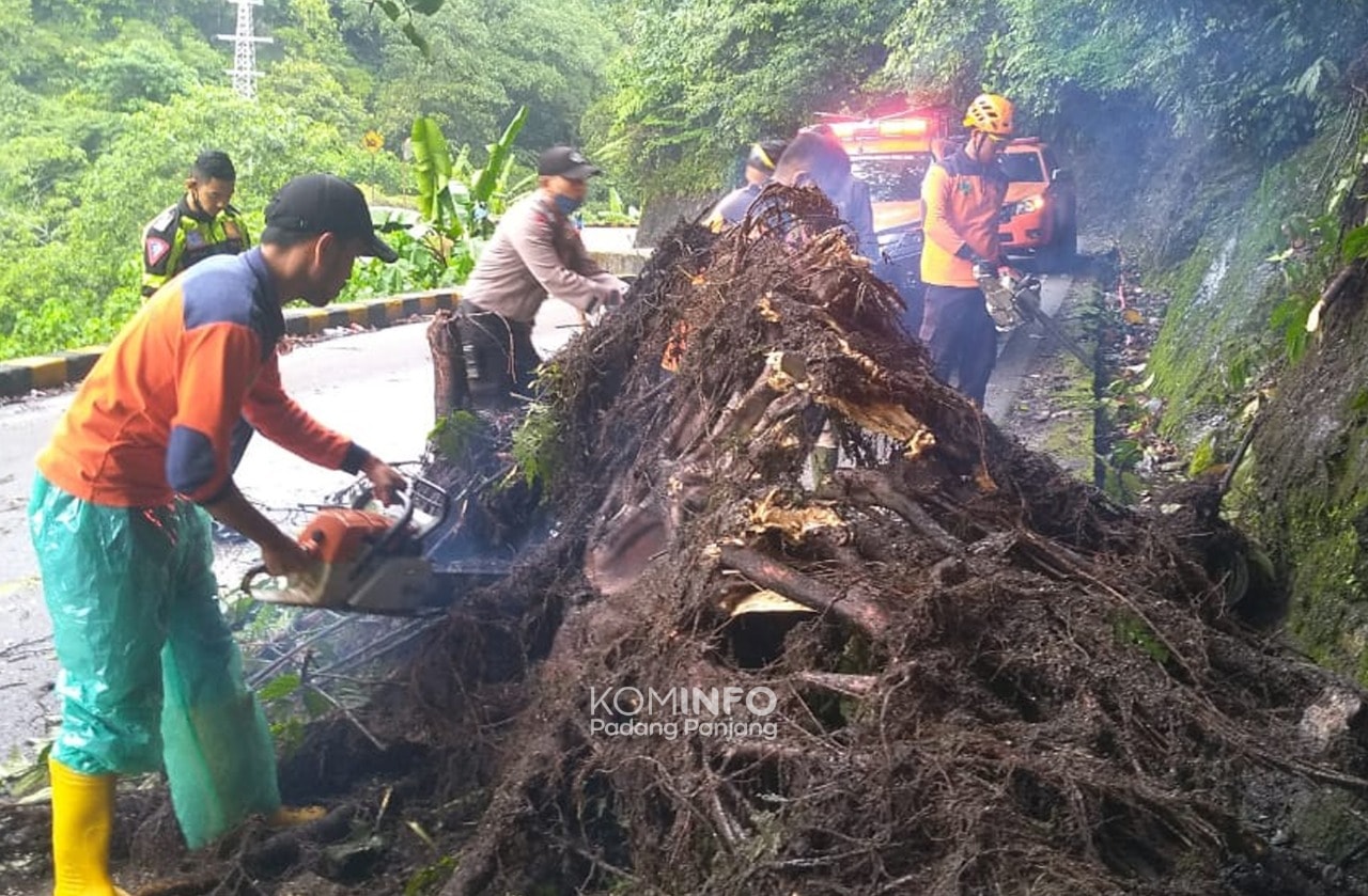 Pohon Tumbang Padang