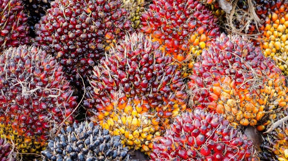 PT Sumber Global Agro Minati Investasi Rp243 Miliar Bangun Pabrik Sawit di Pesisir Selatan