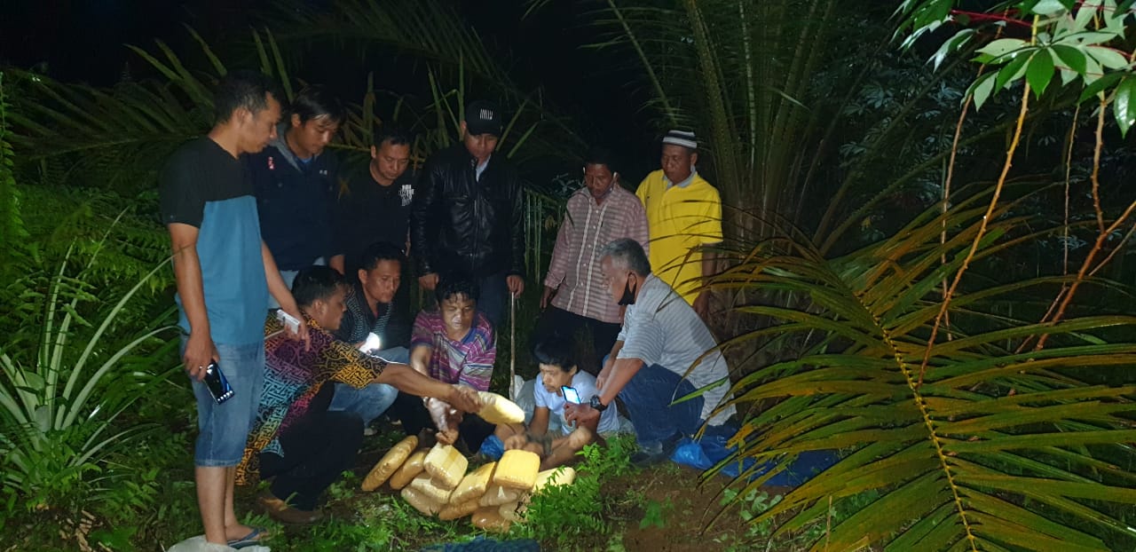Selundupkan Ganja di Kebun Sawit Pasaman Barat, 4 Orang Ditangkap