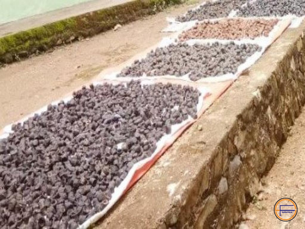 Pabrik Pengolahan Gambir Akan Dibangun di Pesisir Selatan