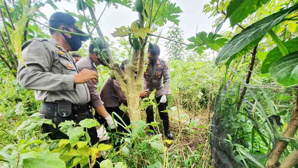 Tersengat Listrik Pengusir Babi | Olah TKP