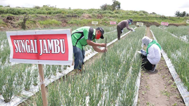 Bawang Merah Sungai Jambu