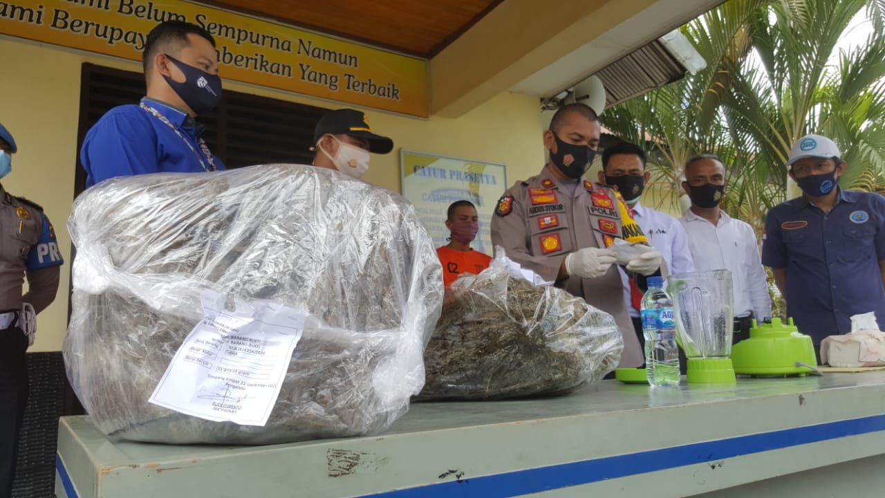 Polres Pasaman Barat Musnahkan 16 Kg Ganja dan Sabu dari 5 Tersangka