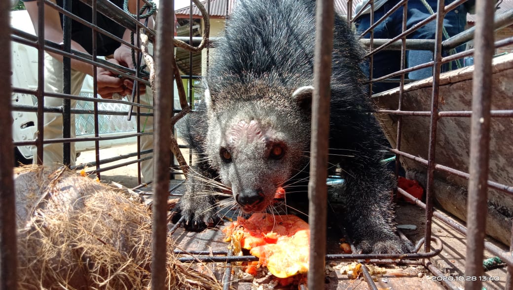 Binturong Masuk Kebun Warga di Agam Diserahkan ke BKSDA