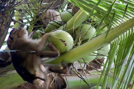 Tukang Beruk, Upahnya Bisa Uang Atau Buah Kelapa