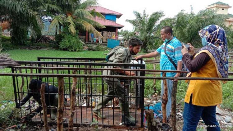 Petugas BKSDA memasang perangkap buaya dekat pemukiman warga di Pasaman Barat. (Foto: BKSDA Sumbar)