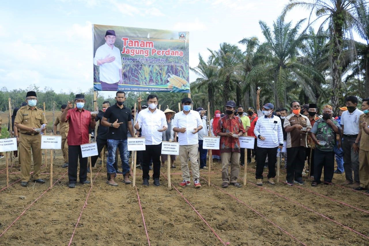 Dharmasraya Terima Bantuan 38 Ton Benih Jagung dari Kementerian Pertanian