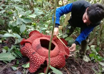 Rafflesia Tuan-Mudae ditemukan mekar di cagar alam Maninjau, Agam. (Dok. BKSDA Agam)