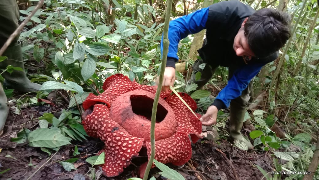 Bunga Rafflesia Tuan-mudae Mekar di Cagar Alam Maninjau