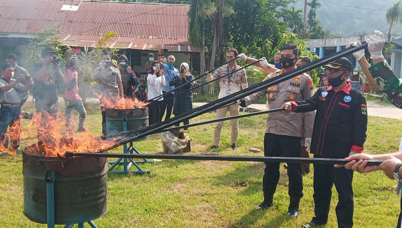 BNNP Sumbar Musnahkan 53 Kg Ganja yang Disita dari 2 Orang Kurir