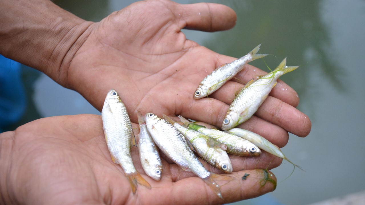 Tahap Awal, Tim Konservasi Ikan Bilih Semen Padang Lakukan Pemijahan 1.000 Induk