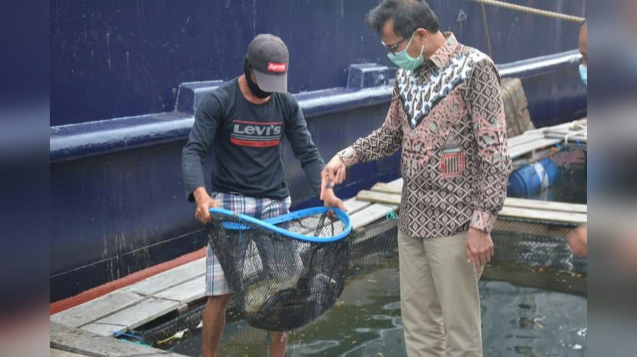 Panen Raya Ikan Kerapu di Kawasan Mandeh, 15 Ton Ekspor ke Hongkong