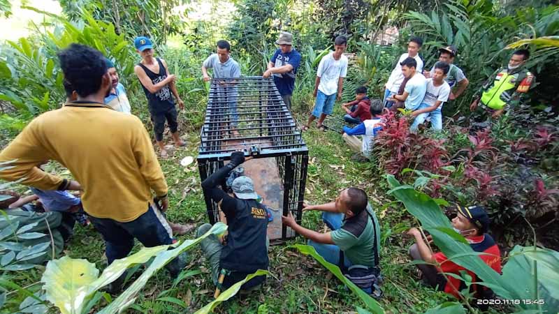 perangkap bksda macan dahan