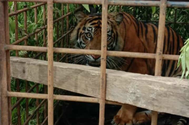 Lagi, Seekor Harimau Sumatra Masuk Perangkap di Solok