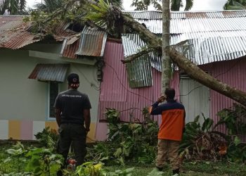Pohon tumbang menimpa rumah warga di Padang. (dok. BPBD Padang)