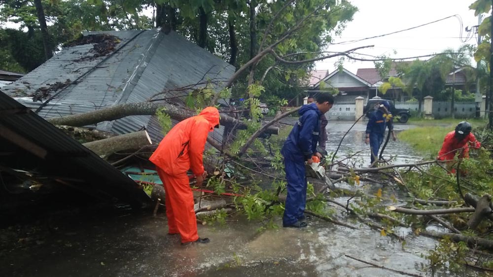 BPBD Ingatkan Potensi Pohon Tumbang Saat Libur Akhir Tahun di Padang