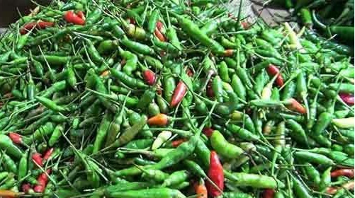Harga Cabai Rawit di Agam Naik Hingga Rp 80 Ribu per Kg