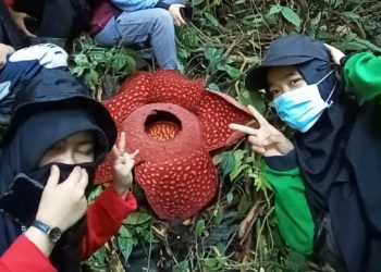 rafflesia tuan-mudae mekar sempurna di dalam kawasan hutan cagar alam Maninjau. (Dok. BKSDA Agam)