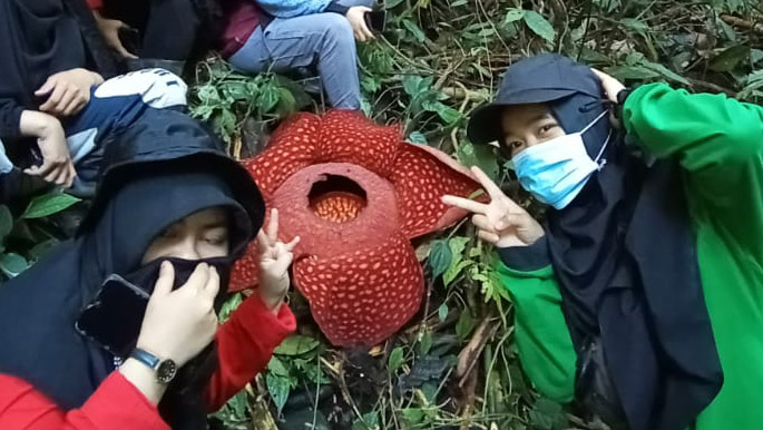 Lagi, Bunga Rafflesia Tuan-mudae Mekar Sempurna di Agam