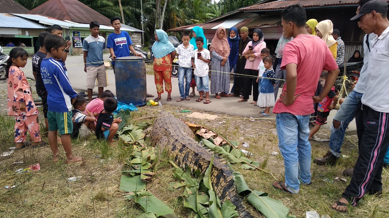 Mati Terperangkap, Buaya 4 Meter di Pasaman Barat Dievakuasi Warga