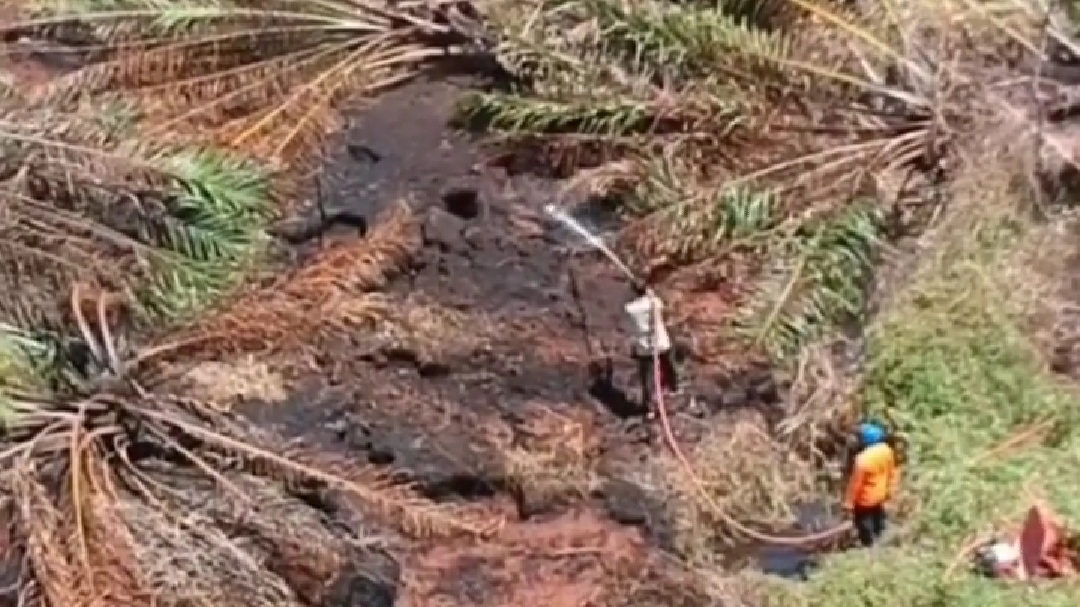 Kebakaran Lahan Sawit di Padang Pariaman, BPBD Terus Upayakan Pemadaman