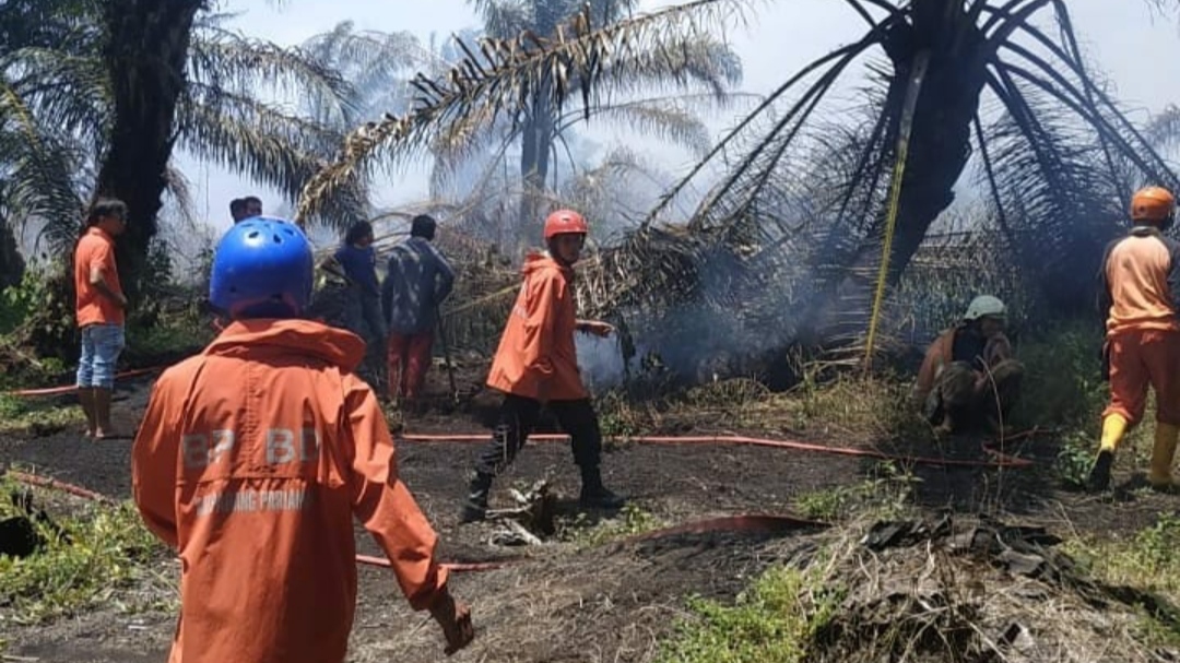 1,5 Hektare Lahan Sawit di Padang Pariaman Terbakar