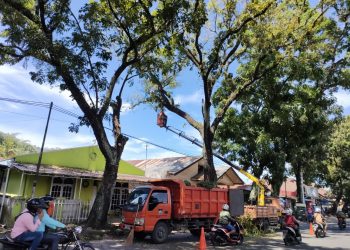 Petugas DLH Kota Padang melakukan pemangkasan pohon pelindung. (foto: infopublik.id)