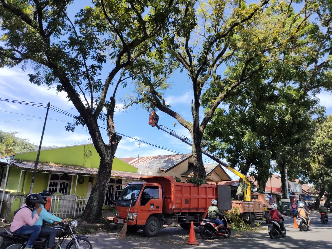 Berisiko Membahayakan Warga, DLH Padang Rutin Pangkas Pohon Pelindung