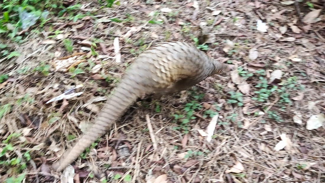 BKSDA Bukittinggi Evakuasi Trenggiling yang Masuk Rumah Warga