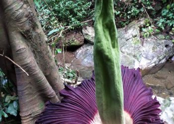 Bunga bangkai atau Amorphophallus Titanum ditemukan tumbuh mekar di kawasan Goa Janjian, Desa Talago Gunuang, Kecamatan Barangin, Kota Sawahlunto. (foto: Pemko Sawahlunto)