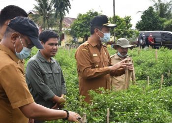 Wali Kota Pariaman meninjau tanaman cabai di Desa Sungai Pasak, Kecamatan Pariaman Timur. (foto: pariamankota.go.id)