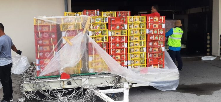 Karantina Pertanian Padang memeriksa komoditas manggis yang akan diekspor. (Foto: Karantina Pertanian Padang)