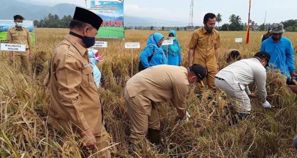 2020, Produksi Padi Kota Solok Mengalami Peningkatan
