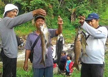 Para pemancing memperlihatkan hasil tangkapannya beberapa waktu lalu. (foto: Kominfo Padang Panjang)