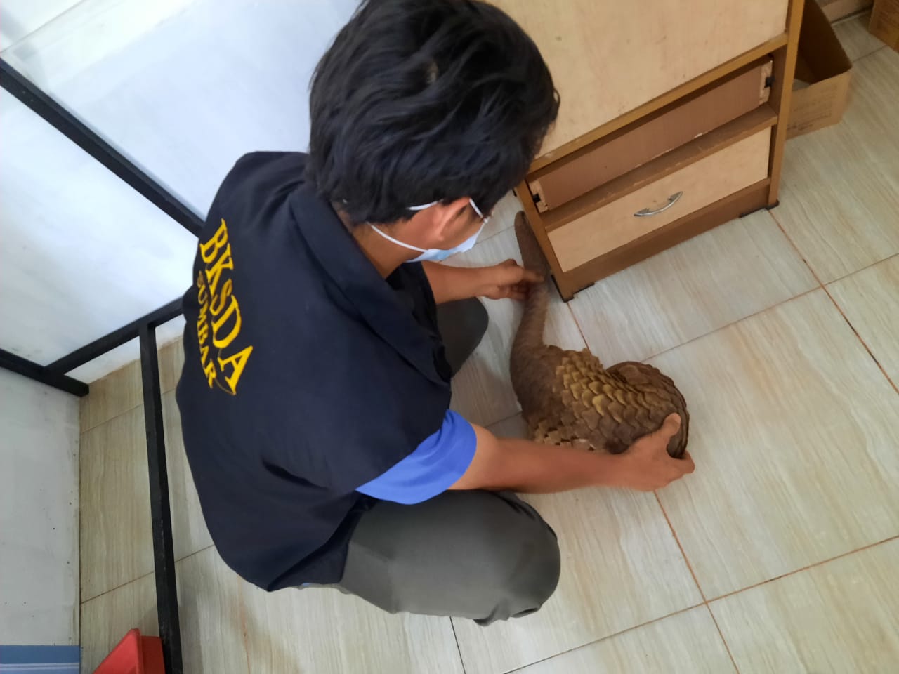 Melintas di Jalan, Seekor Trenggiling Diselamatkan Warga di Pasaman Barat