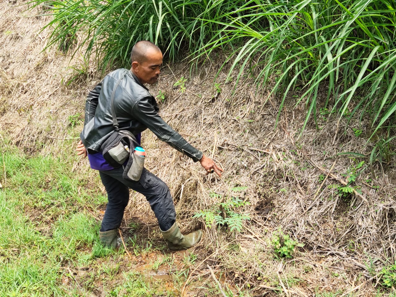 Kerbau di Agam Diterkam Harimau, BKSDA Bukittinggi Datangi Lokasi